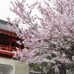 常林寺の桜は見頃です